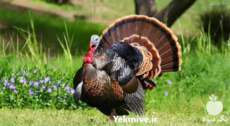 آموزشی پرورش بوقلمون همراه با گواهی در گروه دوره آموزش کشاورزی در یکمیوه -عکس1