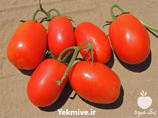 خرید بذر گوجه فضای باز ریو در گروه خرید و فروش بذر گوجه در یکمیوه -عکس1