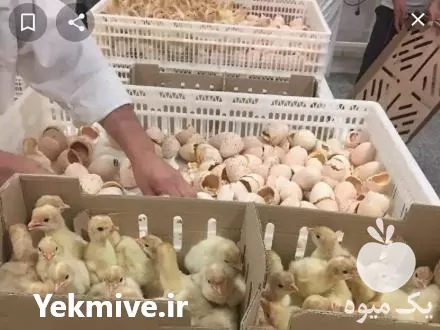 فروش جوجه بوقلمون در لرستان در تهران در گروه مرغ و خروس و بوقلمون و اردک قو قاز در یکمیوه -عکس1