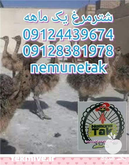 خرید شترمرغ پرواری با قیمت مناسب در تهران در گروه مرغ و خروس و بوقلمون و اردک قو قاز در یکمیوه -عکس1