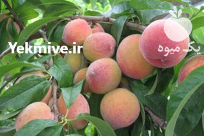 فروش هلو در گروه خرید و فروش هلو در یکمیوه -عکس1