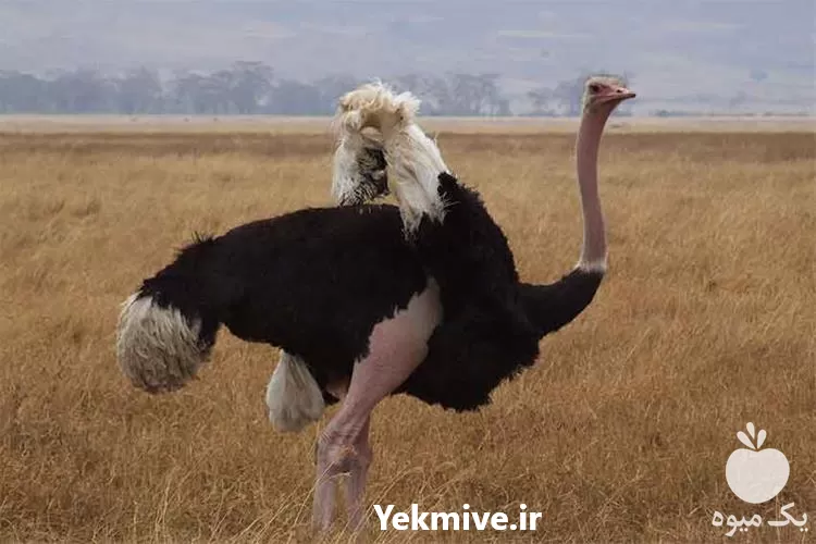 آموزشی پرورش شترمرغ همراه با مدرک در گروه دوره آموزش کشاورزی در یکمیوه -عکس1