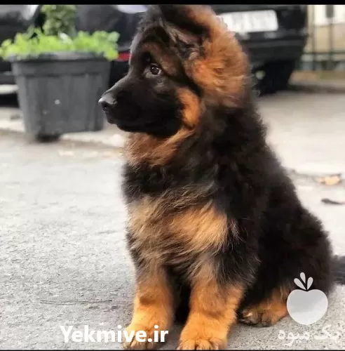 خرید سگ ژرمن شپرد 2 ماهه در گروه سگ و گربه در یکمیوه -عکس1