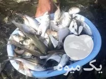 بهترین بچه ماهی غذای ماهی ارسال در رشت در گروه خرید و فروش بچه ماهی در یکمیوه -عکس1