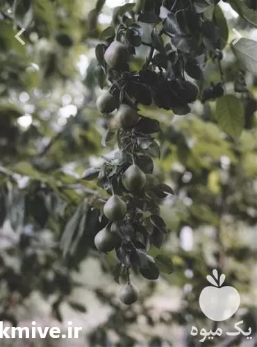 قیمت خرید نهال میوه در تهران در گروه خرید و فروش نهال میوه در یکمیوه -عکس1