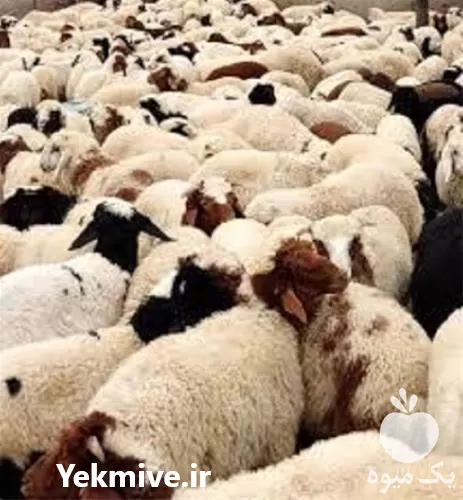 آموزش بهداشت بیماری های دام در گروه دوره آموزش کشاورزی در یکمیوه -عکس1