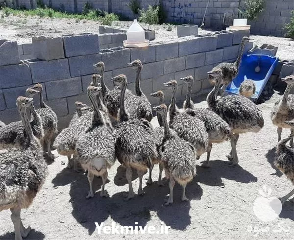 ثبت نام دوره های حضوری پرورش در اصفهان در گروه دوره آموزش کشاورزی در یکمیوه -عکس1