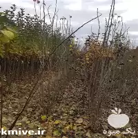 فروش عمده نهال در گروه خرید و فروش نهال میوه در یکمیوه