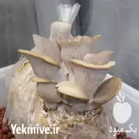 فروش بذرقارچ آریانا در کرج در گروه خرید و فروش بذر قارچ در یکمیوه