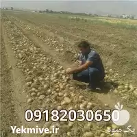 خرید سیب زمینی بذری و خوراکی در گروه خرید و فروش سیب زمینی در یکمیوه