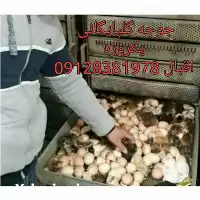 فروش جوجه رسمی در پاکدشت در گروه مرغ و خروس و بوقلمون و اردک قو قاز در یکمیوه