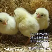 فروش جوجه مرغ گوشتی در گروه مرغ و خروس و بوقلمون و اردک قو قاز در یکمیوه