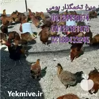 قیمت خرید نیمچه مرغ بومی تخمگذار در تهران در گروه مرغ و خروس و بوقلمون و اردک قو قاز در یکمیوه