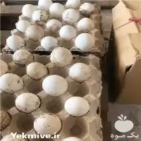 فروش تخم غاز و جوجه غاز در آمل در گروه انواع تخم ها در یکمیوه