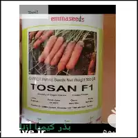 خرید بذر هویج توسان قیمت بذر در همدان در گروه خرید و فروش بذر هویج در یکمیوه