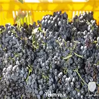 نهال انگور کمیاب قره باغ در آذربایجان غربی در گروه خرید و فروش نهال انگور در یکمیوه