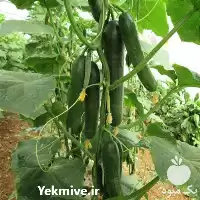 بذر خیار گلخانه ای سوگنو ورده در اصفهان در گروه خرید و فروش بذر خیار در یکمیوه