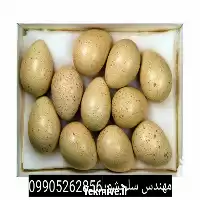 فروش تخم کبک خوراکی در گروه انواع تخم ها در یکمیوه