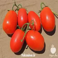 خرید بذر گوجه فضای باز ریو در گروه خرید و فروش بذر گوجه در یکمیوه