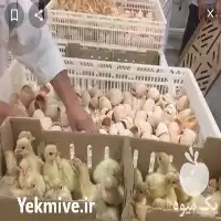 فروش جوجه بوقلمون در لرستان در تهران در گروه مرغ و خروس و بوقلمون و اردک قو قاز در یکمیوه