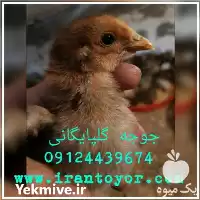 فروش جوجه یکروزه گلپایگانی در تهران در گروه مرغ و خروس و بوقلمون و اردک قو قاز در یکمیوه
