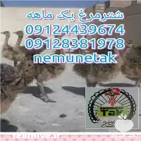 خرید شترمرغ پرواری با قیمت مناسب در تهران در گروه مرغ و خروس و بوقلمون و اردک قو قاز در یکمیوه