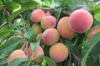 فروش هلو در گروه خرید و فروش هلو در یکمیوه