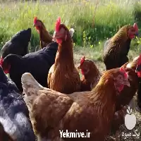 آگهی مشابه فروش جوجه محلی اصیل در گروه مرغ و خروس و بوقلمون و اردک قو قاز در یکمیوه