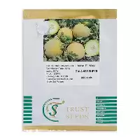 فروش عرضه بذر ملون گالا در تهران در گروه خرید و فروش بذر ملون در یکمیوه