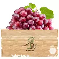 قیمت خرید عمده نهال انگور الحقی در اصفهان در گروه خرید و فروش نهال انگور در یکمیوه