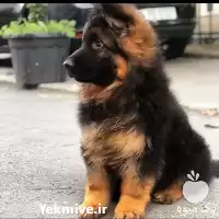 خرید سگ ژرمن شپرد 2 ماهه در گروه سگ و گربه در یکمیوه