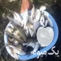 بهترین بچه ماهی غذای ماهی ارسال در رشت در گروه خرید و فروش بچه ماهی در یکمیوه