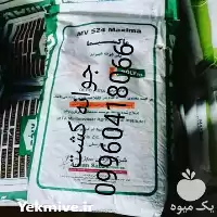 فروش بذر ذرت ماکسیما بولی در گروه خرید و فروش بذر ذرت در یکمیوه