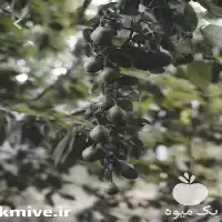 قیمت خرید نهال میوه در تهران در گروه خرید و فروش نهال میوه در یکمیوه