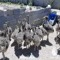 ثبت نام دوره های حضوری پرورش در اصفهان در گروه دوره آموزش کشاورزی در یکمیوه