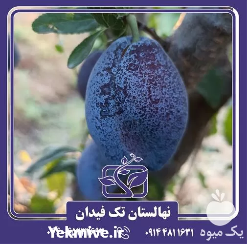 خرید و قیمت نهال آلو بخارا در گروه خرید و فروش نهال در یکمیوه -عکس1