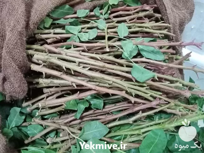 قیمت خرید پیوندک پسته در اصفهان در گروه خرید و فروش نهال پسته در یکمیوه -عکس1