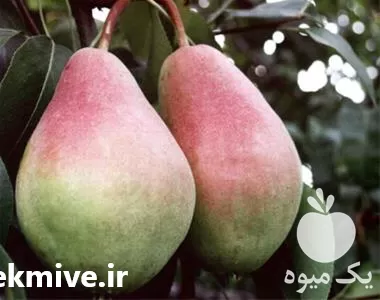 فروش نهال گلابی در گروه خرید و فروش نهال گلابی در یکمیوه -عکس1
