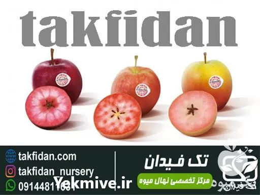 فروش ارقام نهال سیب در گروه خرید و فروش نهال میوه در یکمیوه -عکس1