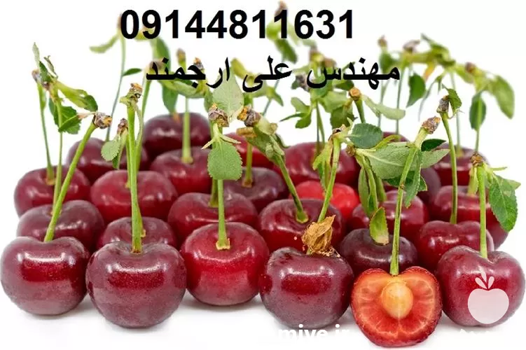 قیمت خرید تولید نهال آلبالو مجاری در گروه خرید و فروش نهال میوه در یکمیوه -عکس1