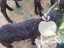 قیمت خرید میش قزل افشار بابره در سمنان در گروه گاو و گوسفند و میش و بز کهره گوساله در یکمیوه -عکس1