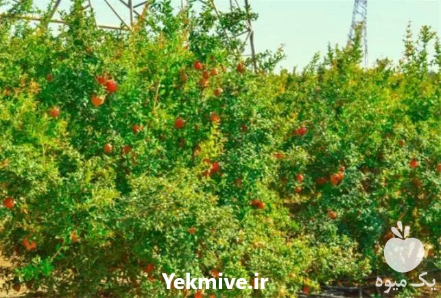 فروش نهال الو بخارا در اصفهان در گروه خرید و فروش نهال در یکمیوه -عکس1