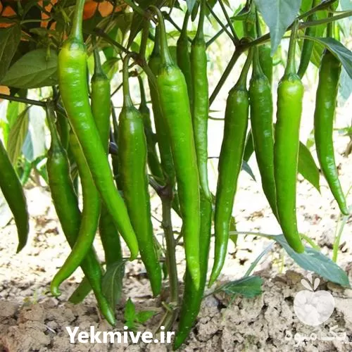 قیمت خرید بذر فلفل کاین در گروه خرید و فروش بذر فلفل در یکمیوه -عکس1