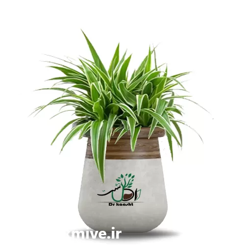 فروش عمده گل گندمی در تهران در گروه خرید و فروش گیاهان زینتی در یکمیوه -عکس1