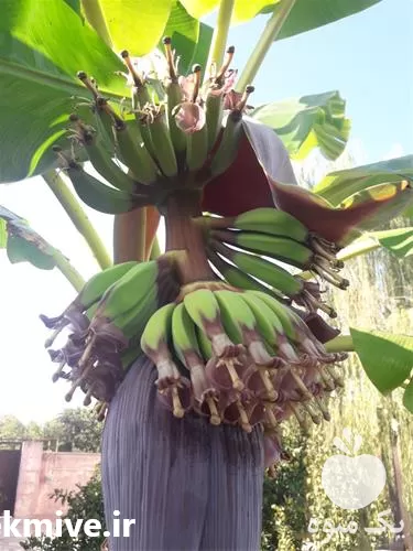 نهال موز خوشه ای آمریکایی کاردابا در مازندران در گروه خرید و فروش نهال موز در یکمیوه -عکس1