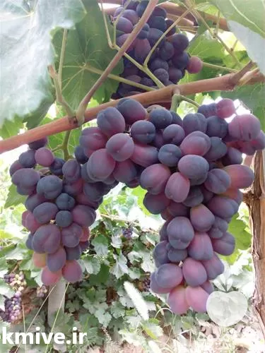 خرید نهال انگور شاهانی مکی در آذربایجان غربی در گروه خرید و فروش نهال انگور در یکمیوه -عکس1