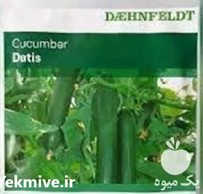 قیمت خرید بذر خیار داتیس در گروه خرید و فروش بذر خیار در یکمیوه -عکس1