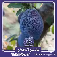 خرید و قیمت نهال آلو بخارا در گروه خرید و فروش نهال در یکمیوه