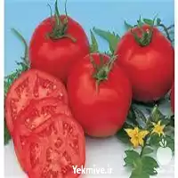 بذر گوجه فرنگی 8320 قیمت بذر در اردبیل در گروه خرید و فروش بذر گوجه در یکمیوه