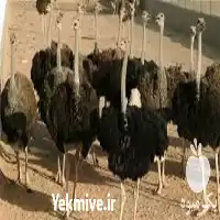 آموزش پرورش شترمرغ به صورت کامل در گروه دوره آموزش کشاورزی در یکمیوه